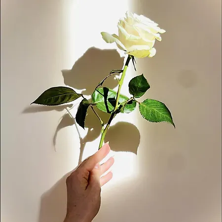 Cosy - Elegance & Calme En Hyper-centre *